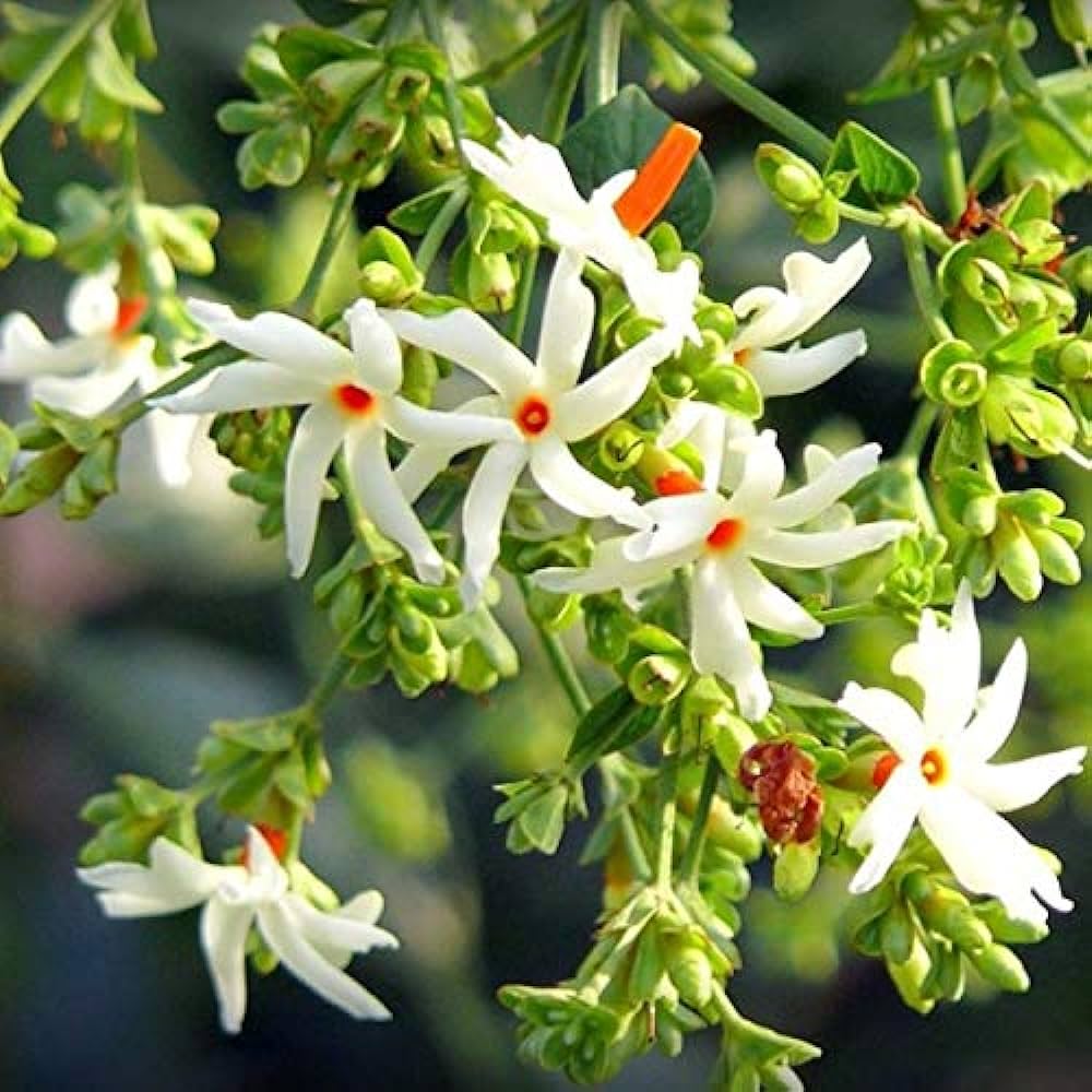 A Review on the Anti-Inflammatory and Analgesic Activity of the Plant-Nycthanthes Arbor-Tristis Linn